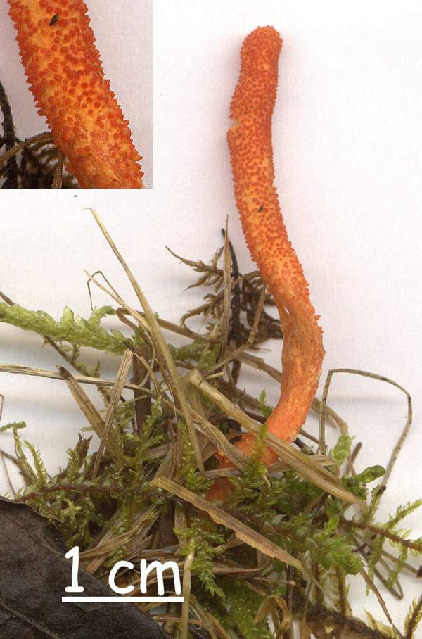 Cordyceps militaris